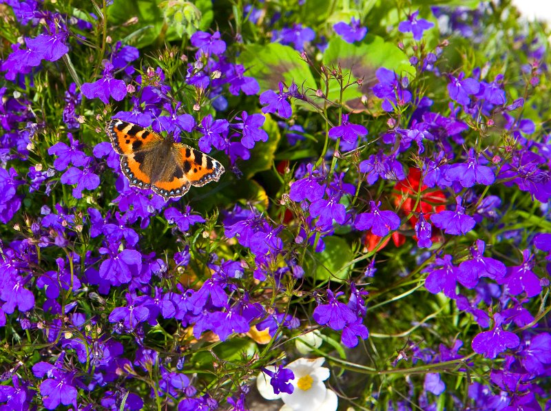 butterfly.jpg