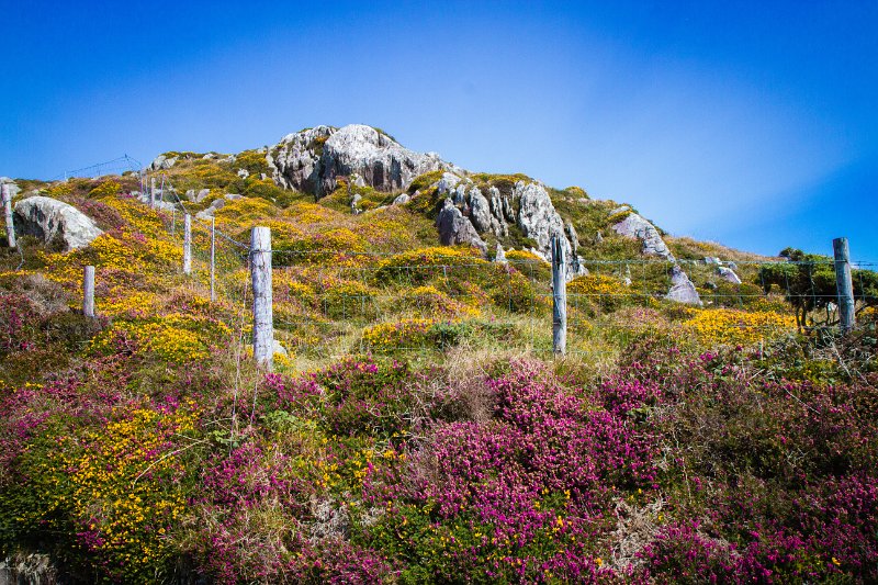 Flowers on Sheep Head, Co. Kerry.jpg