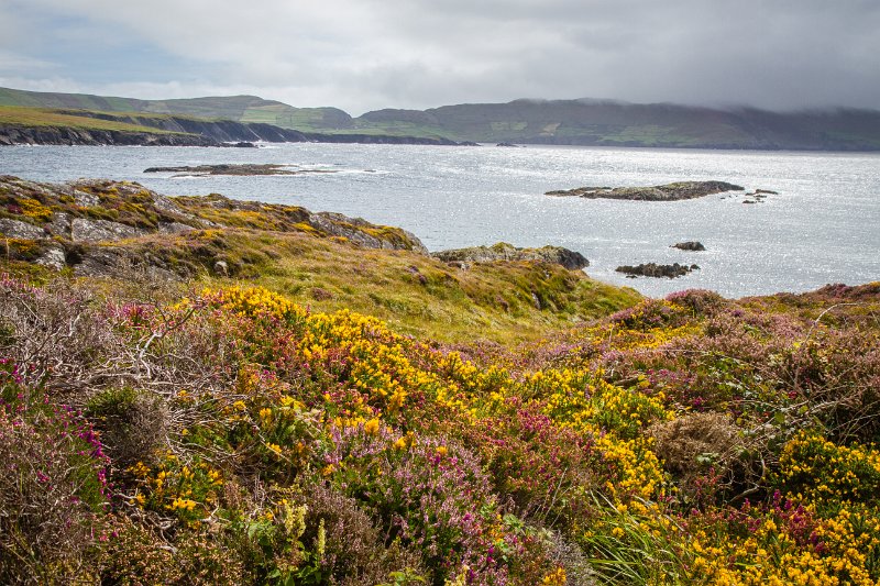 Furze and heather blooming by the sea near Allihies County Cork on the Beara Peninsula.jpg