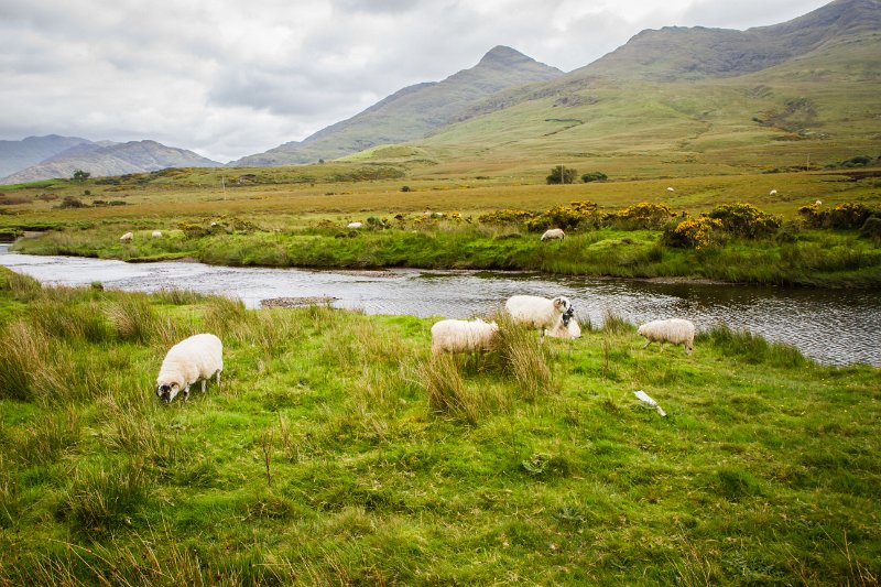 Sheep beside the Owenroe River, Co. Kerry.jpg