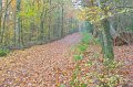 Rossmore_Autumn-10