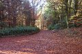 Rossmore_Autumn-13