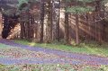 Rossmore_Autumn-14