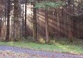 Rossmore_Autumn-15
