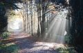 Rossmore_Autumn-16