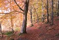 Rossmore_Autumn-18
