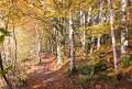 Rossmore_Autumn-19