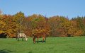 Rossmore_Autumn-7