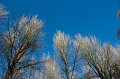 Rossmore_Autumn