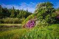 Rossmore_Rhodies-10