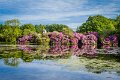 Rossmore_Rhodies-13