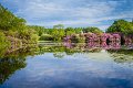 Rossmore_Rhodies-14