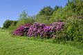Rossmore_Rhodies-15