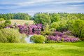 Rossmore_Rhodies-19