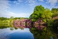 Rossmore_Rhodies-2