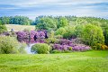 Rossmore_Rhodies-20