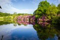 Rossmore_Rhodies-3
