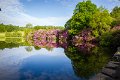 Rossmore_Rhodies-4