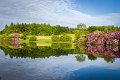 Rossmore_Rhodies-5