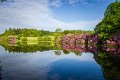 Rossmore_Rhodies-6