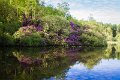 Rossmore_Rhodies-7