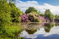 Rossmore_Rhodies-9